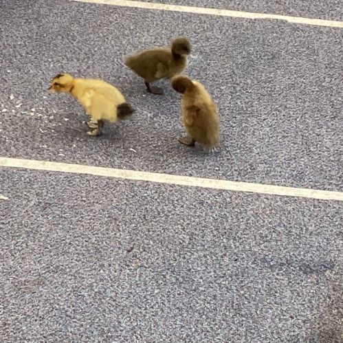 A78912EF-2FCB-4FF9-B206-934E4D9D8275-980x735