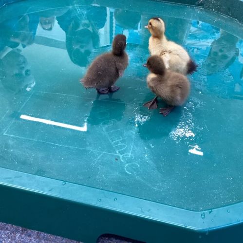 AE4D51F5-9BCE-46E7-BCF0-BF0837B7C70A-980x735